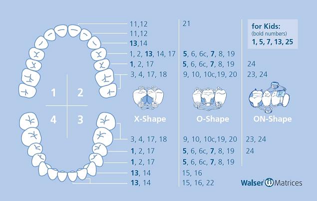 The tooth scheme shows very clearly which tooth matrix is suitable for the respective tooth